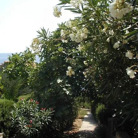 Cacija